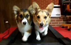 dogs-on-treadmill