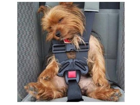 funny-dog-sleeping-in-car-seat