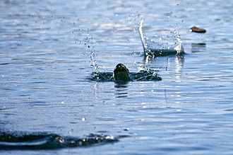 330px-Stone skimming -Patagonia-9Mar2010