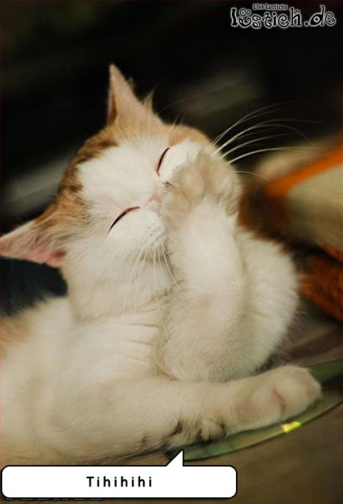 Bilder-Thread 17611-lachende-katze