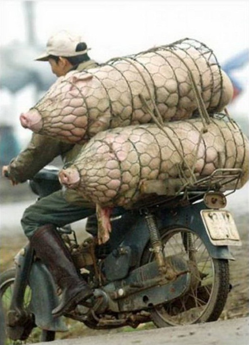 Bilder-Thread Hauling-Pigs-760