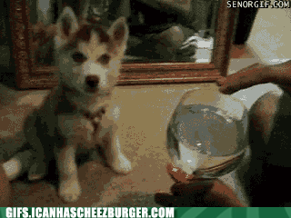 funny-animal-gifs-how-did-you-do-that