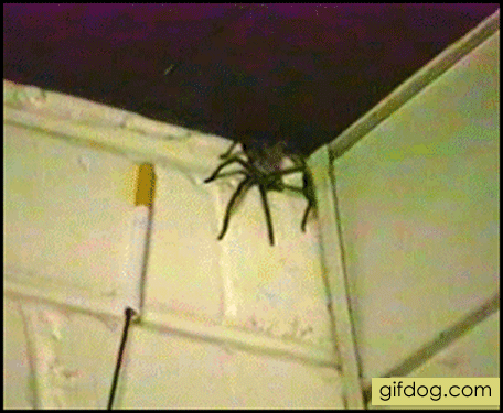 creepy spider