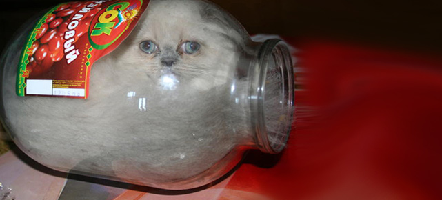russische-katze-lebt-im-einmachglas-foto