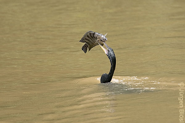 04772 Schlangenhalsvogel Cano Negro