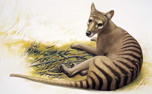 thylacine.jpg 3Fw 3D300 26h 3D186