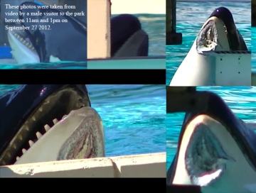 orca nakai injuries