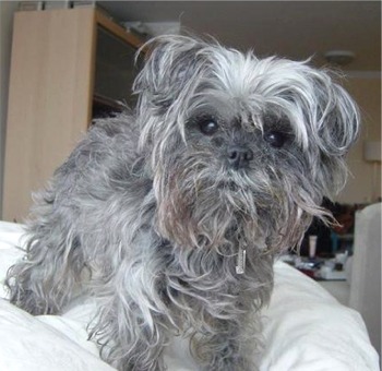 61a900 affenpinscher rydju