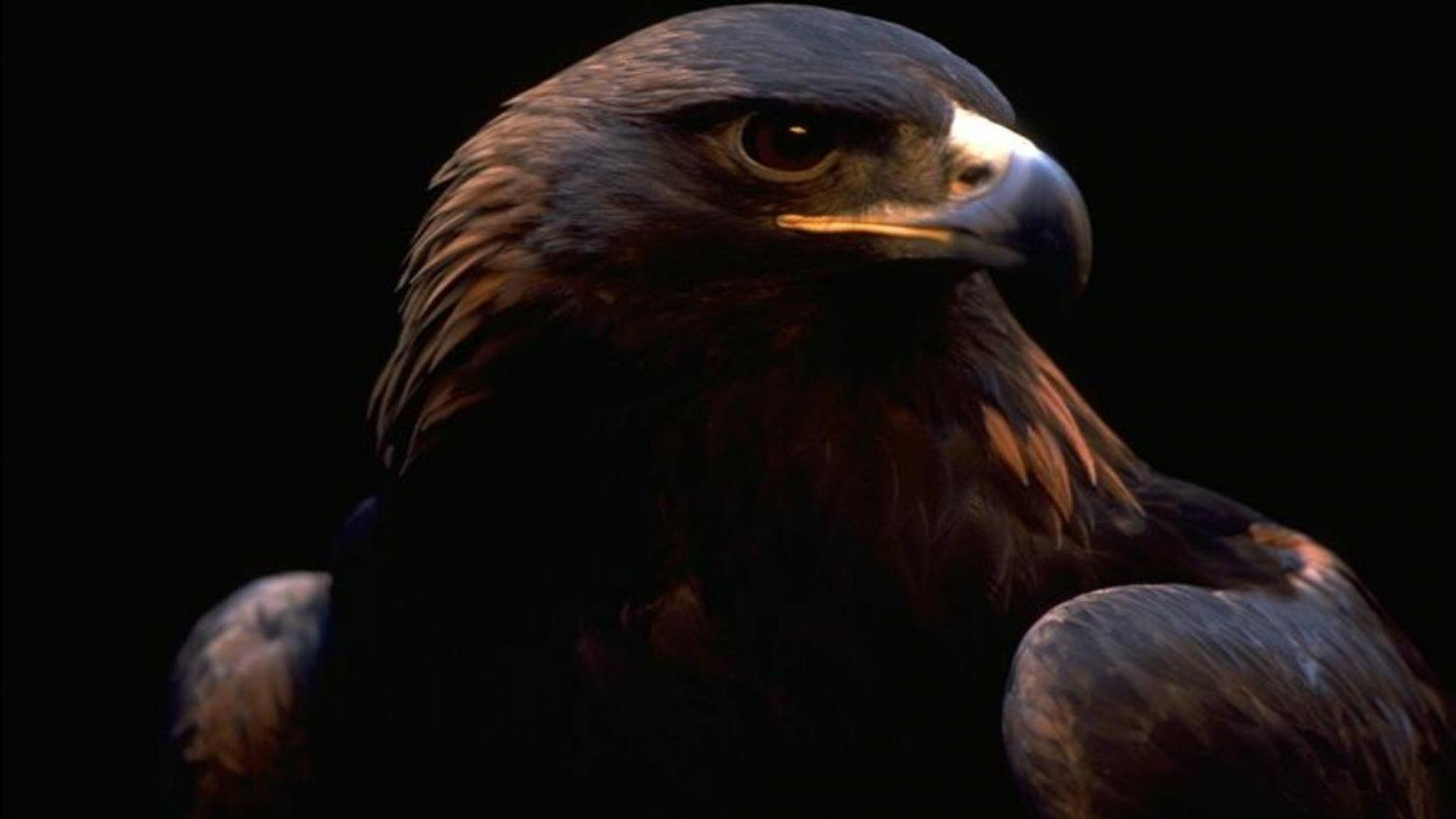 Bilder-Thread goldenes-adler-adler1920x108049492
