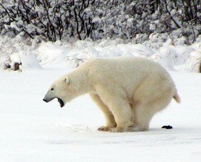 115104 in den schnee kacken medium