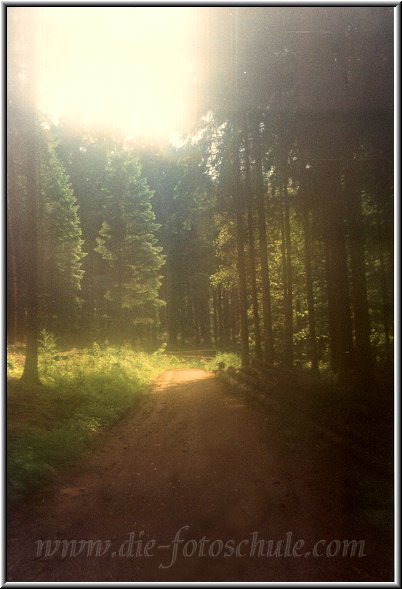 Waldweg mit Softeffekt