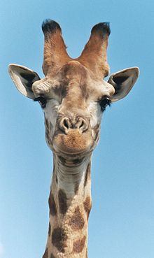 220px-Giraffe-closeup-head