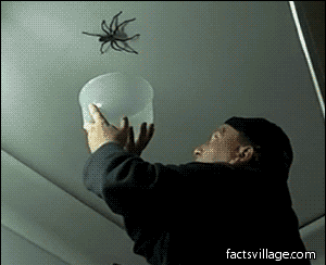 how-to-catch-a-spider