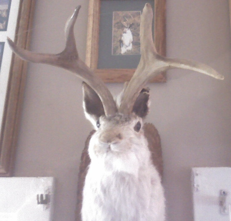 Jackalope 101