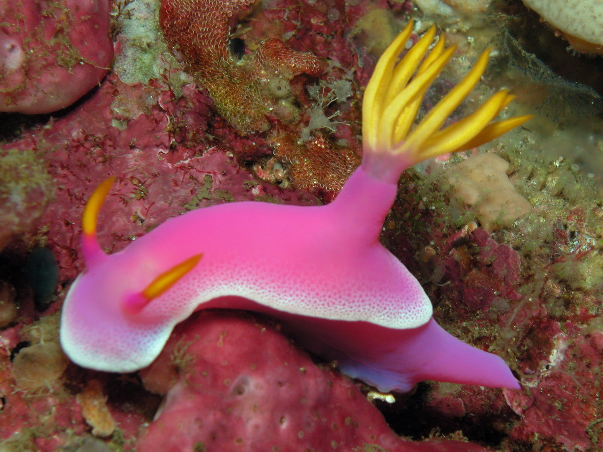 Die schönsten Tiere/Tierbilder der Welt Hypselodoris-apolegma10