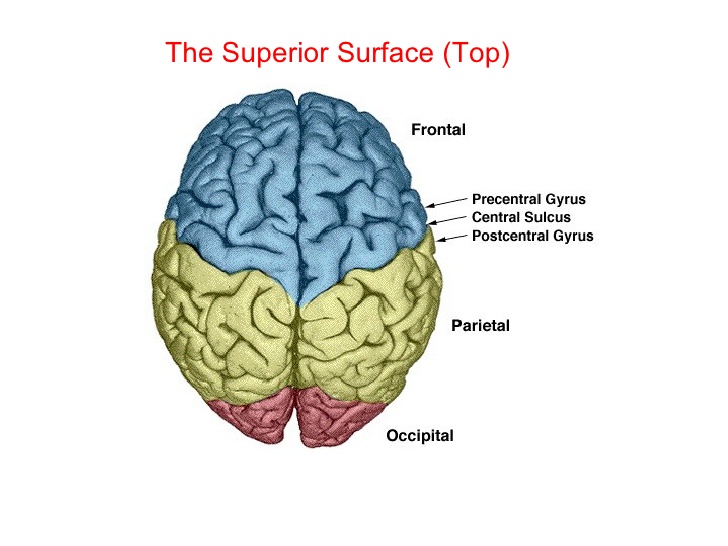 external-morphology-of-the-cerebrum-19-7.jpgcb1259414418