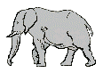 elefant 0072