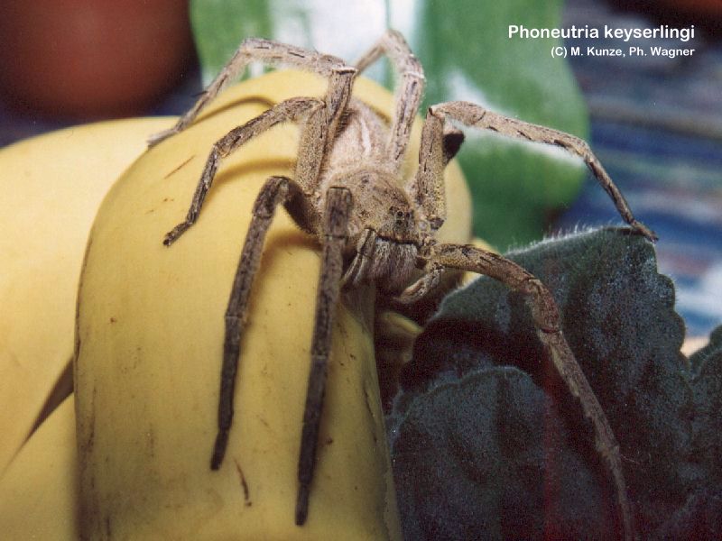 Phoneutria sp.Phoneutria keyserlingi.800