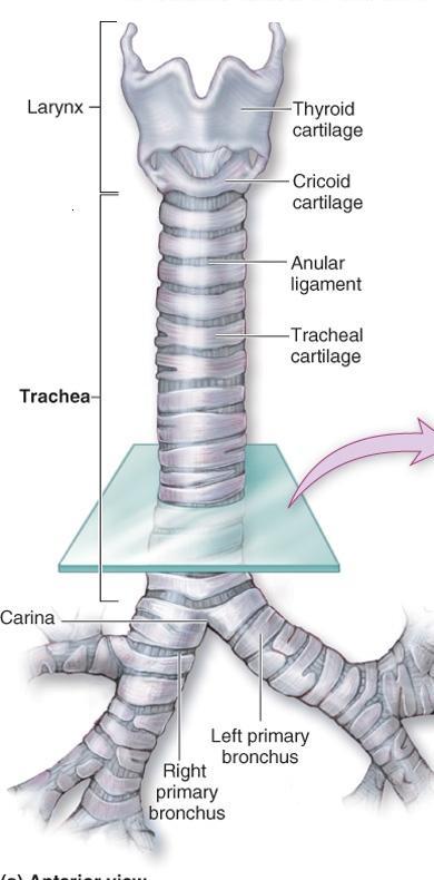 Trachea anatomy