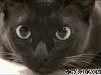 Bilder-Thread t4rwsfY hypnocatp1
