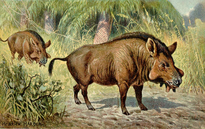 Elotherium