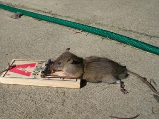 rat1