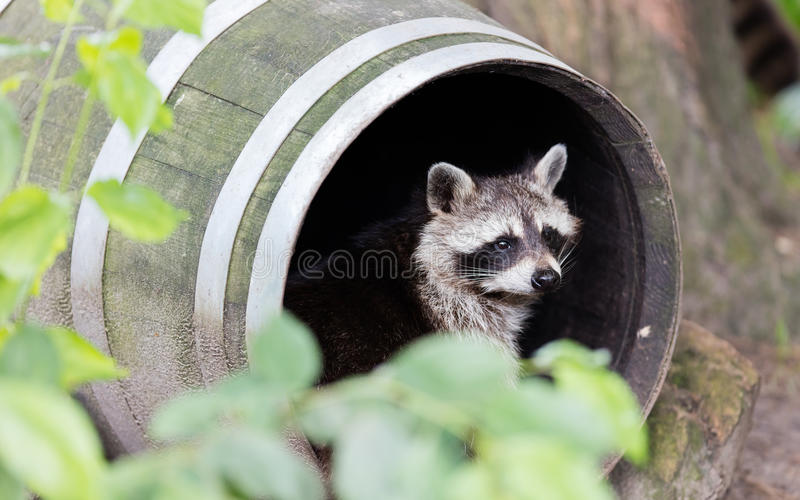 racoon-barrel-resting-adult-still-alert-