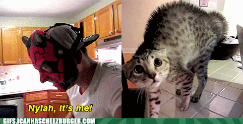 funny-animal-gifs-darth-maul-and-his-cat