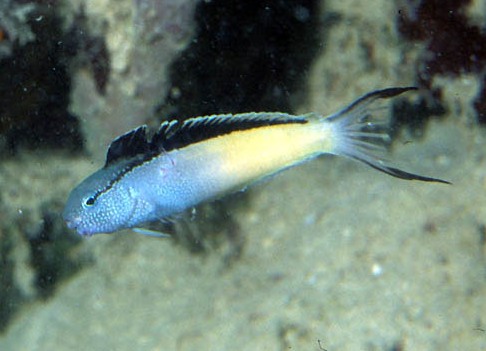 Meiacanthus nigrolineatus Red Sea