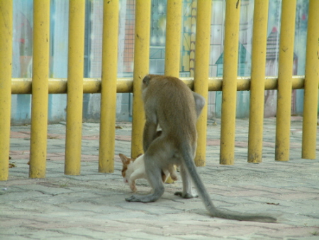 Bilder-Thread monkey-confuse