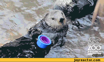 gif-animals-cups-otter-379889