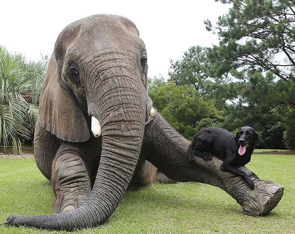 Bilder-Thread unusual-animal-friendship-3-3