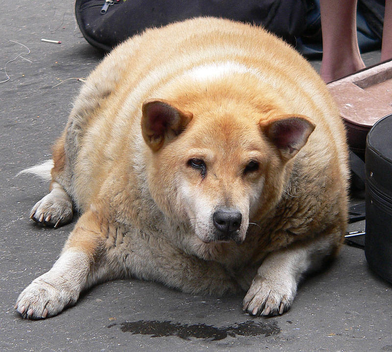 fat-dog-7514812