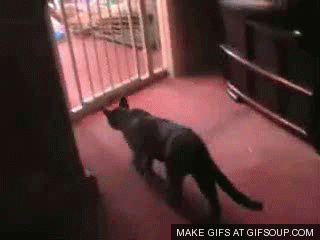 cat-jump-fail-o