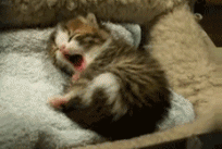Bilder-Thread t51EAlq tumblr lcaooqHhPz1qb102ao1 250