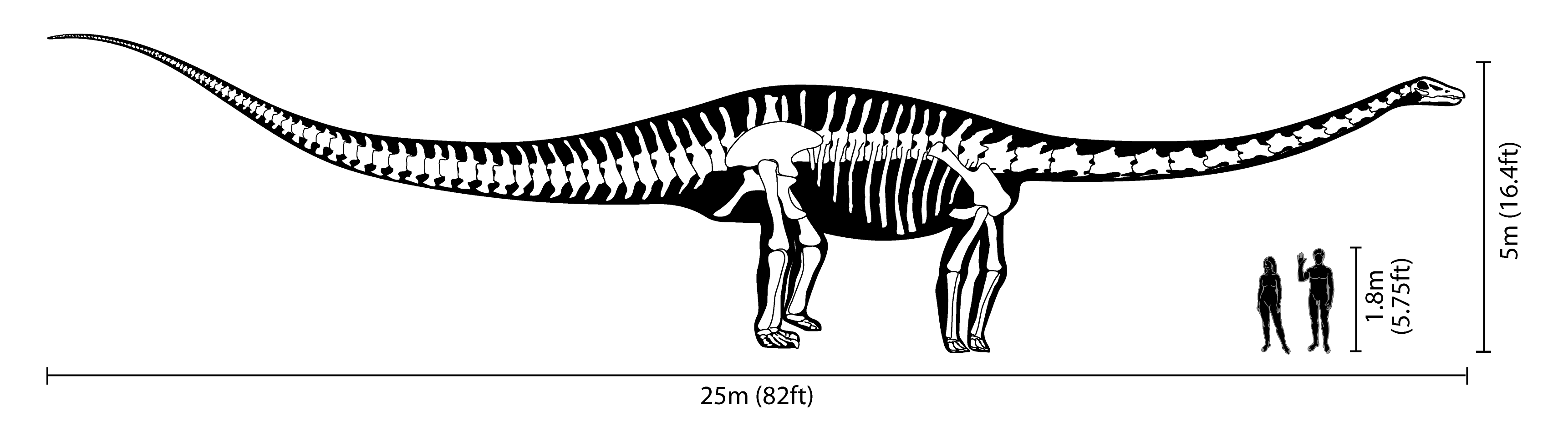 Diplodocus size comparison2