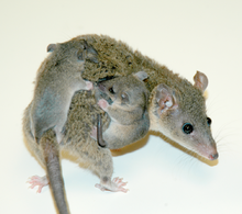 220px-Opossum with young