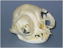 persian skull 1