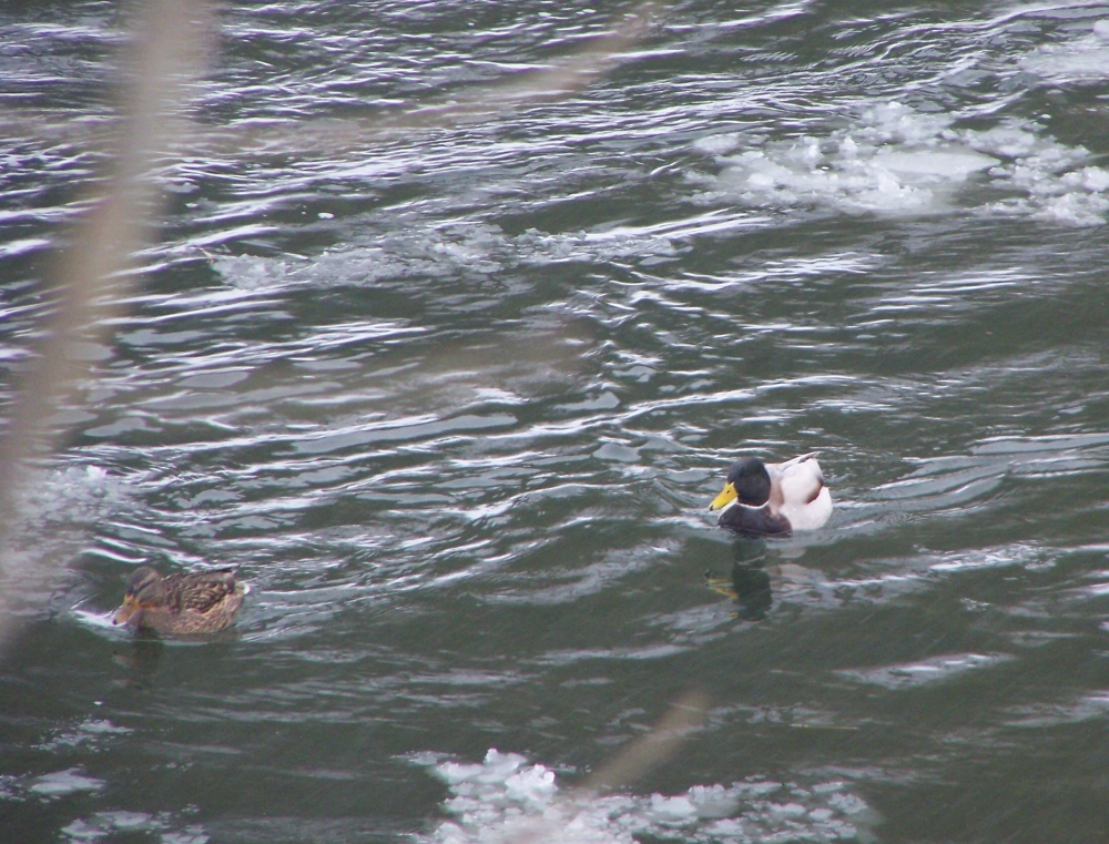 Bilder-Thread enten