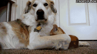 funny-gifs-kitten-tries-to-steal-dogs-to