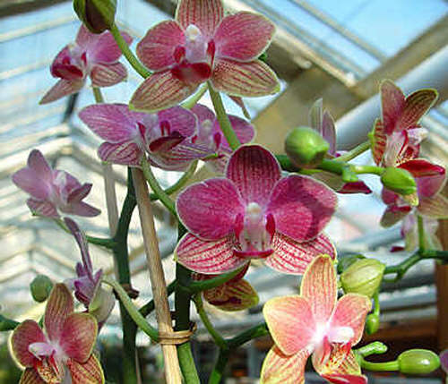 Orchideen5