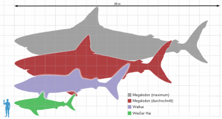 Megalodon groesster Hai-groesster Fisch 