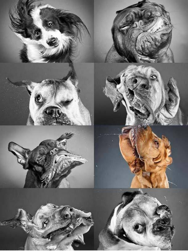 Bilder-Thread dumb-dog-faces