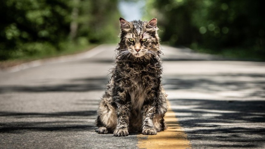 church-ist-wieder-da-mit-der-katze-faeng