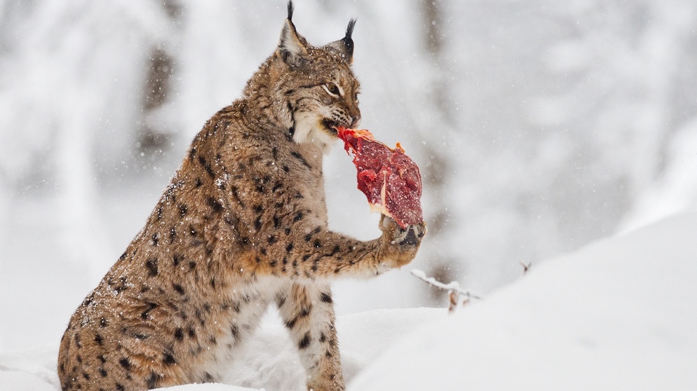 luchs bayerischer wald 100 v img 16 9 xl