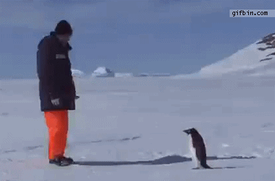 1316448472 penguin attacks man