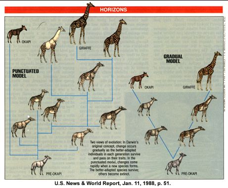 09giraffeEvoluion