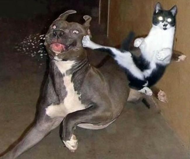 kung-fu-katze-tritt-hund