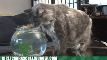 funny-animal-gifs-theres-always-a-bigger