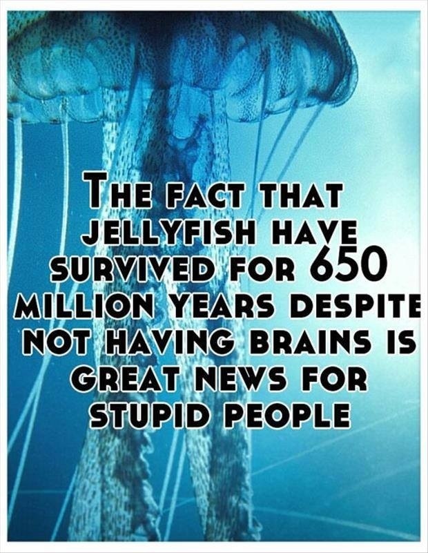 post-35163-the-fact-that-jellyfish-have-